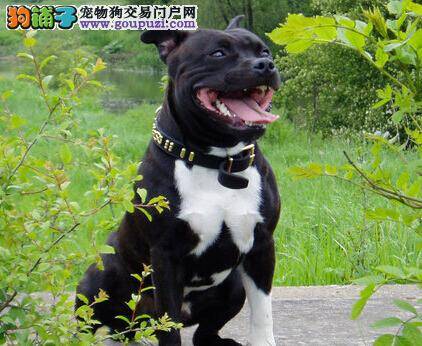 优秀成才之路 如何巧用食物来训练比特犬