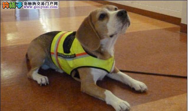 比格犬"克里夫"能找出传染性病菌，成了医生的好帮手