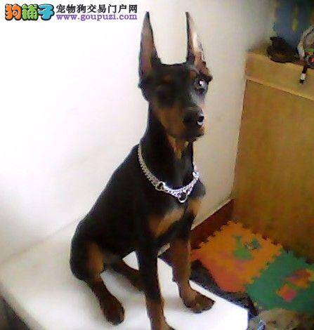 求助 怎么才能让杜宾犬不乱拉便便