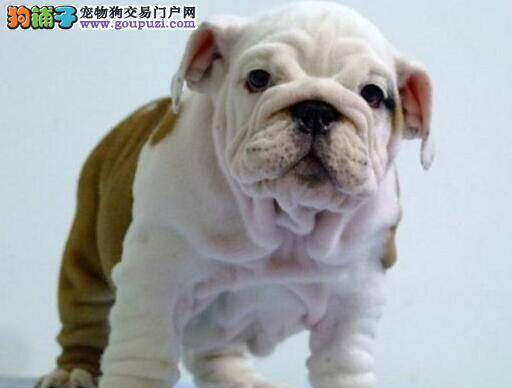 斗牛犬出现蠕形螨虫应怎样治疗