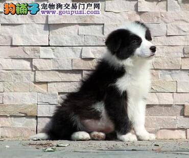 边境牧羊犬不喜欢吃狗粮怎么办