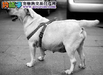 西湖警犬杰克要做妈妈了