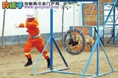 河南第一届搜救犬技术比武竞赛在许昌举行