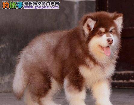 阿拉斯加犬患上细小疾病是怎么了，求解答