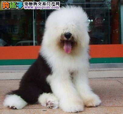 分享达人们选购纯种古代牧羊犬的方法