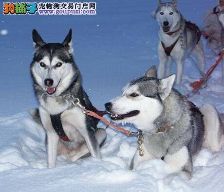 健康怀孕之怎样避免准妈妈哈士奇出现难产现象