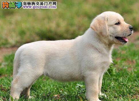 拉布拉多犬乱吃水果的严重后果