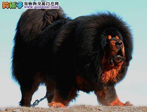 预防藏獒肠道发炎拉肚子有什么好方法