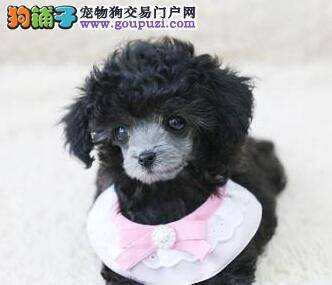 贵宾犬吃便便缺少微量元素怎么补