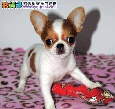 怎样选择宠物狗狗