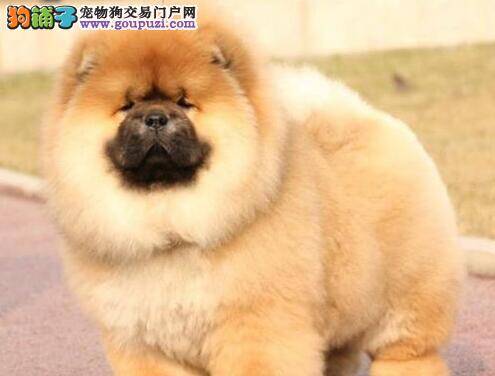 在小区饲养松狮犬可以去哪里遛弯