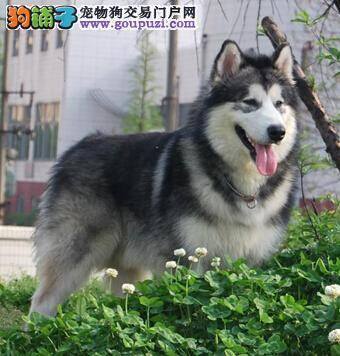 产后阿拉斯加雪橇犬母犬的营养补充与日常护理