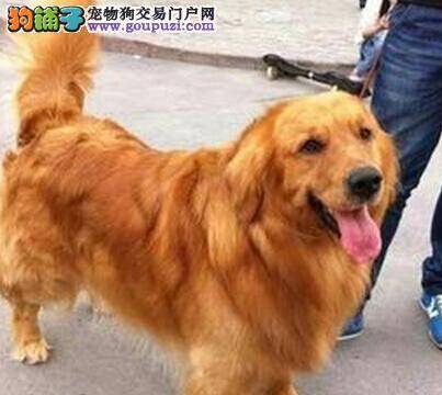 宠物医生告诉你怎样预防螨虫对金毛犬的伤害