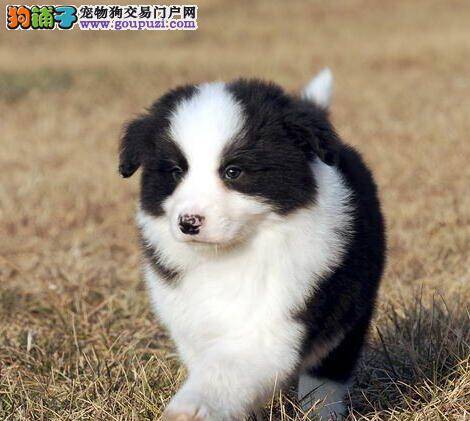 盘点边境牧羊犬的7个选购方法