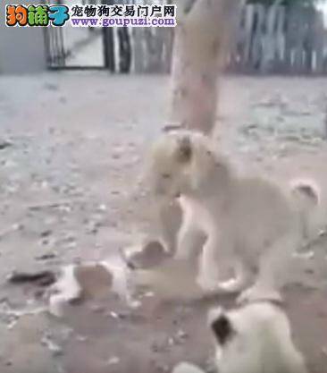 本汪在用餐！超狂小狗怒吼逼退抢食3幼狮