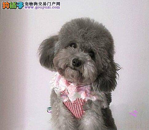 哪些蔬菜是贵宾犬应该彻底远离的