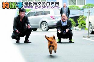 “上海公益伙伴日”落幕 众多人士关注导盲犬项目
