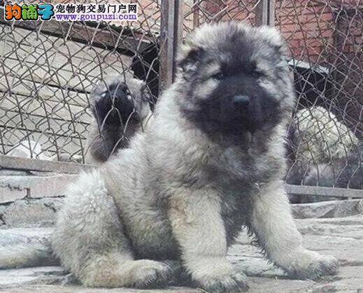 高加索犬病态性的掉毛是怎么回事