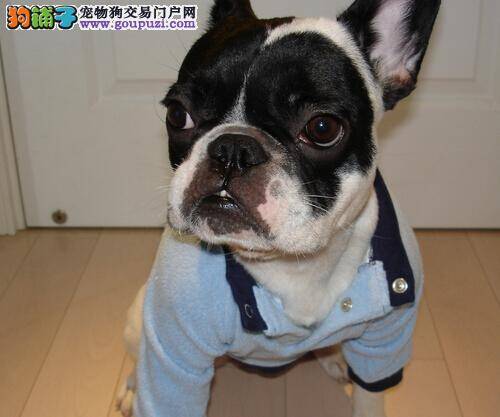 呕吐隐患大 快速了解导致斗牛犬呕吐的三大原因