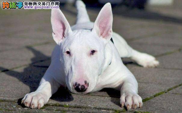 牛头梗幼犬价格 买牛头梗犬需要多少钱