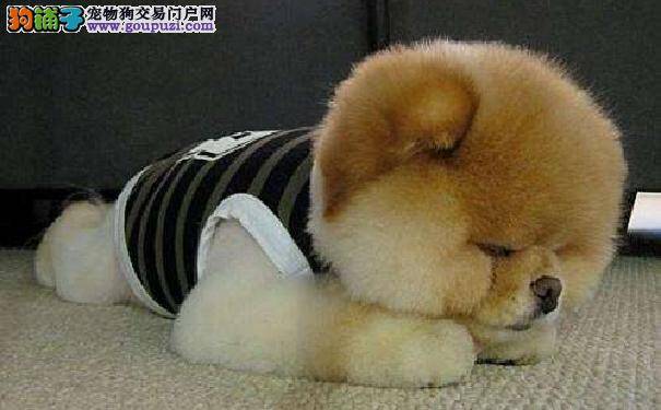 博美犬怎么养 饲养小博美幼犬需要注意的问题