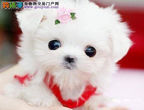 饲养茶杯犬应该注意哪些事项