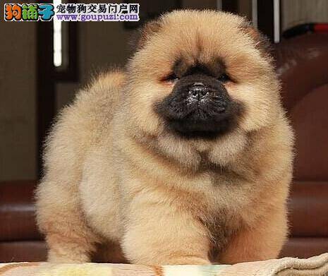 松狮犬最近眼睛红，有眼屎总流泪是怎么了