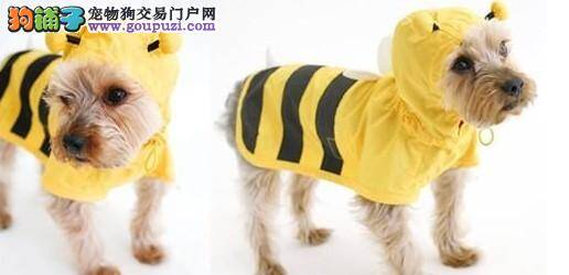宠物狗雨衣很畅销，狗主人称下雨天遛狗很方便