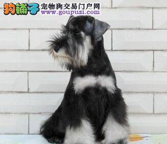 雪纳瑞总抱大腿到底是什么情况