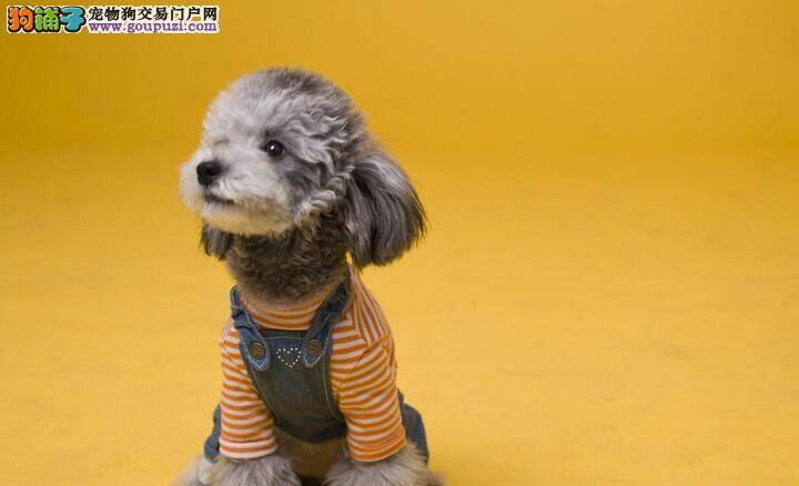 宠物狗服装测量方法为爱犬置办漂亮的衣服