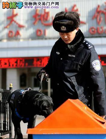 春运安全全靠它 走进春运奇兵——搜爆犬