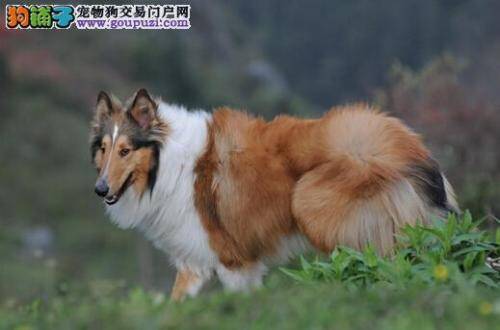 清洁犬牙卫生 保护苏格兰牧羊犬的牙齿健康