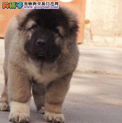 去除高加索犬体臭我来为你支招