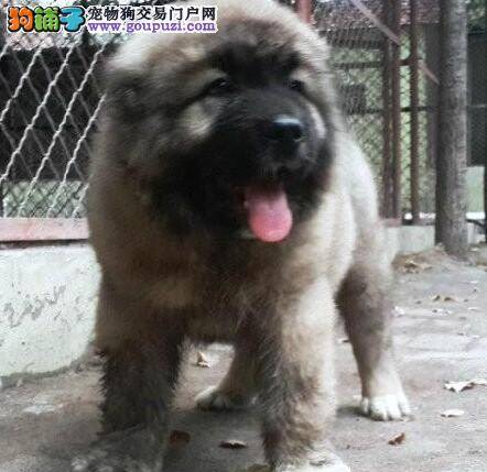 高加索犬身上有很多螨虫应如何解决