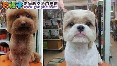 狗狗新奇美容方式在台湾开始流行