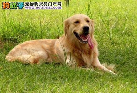 助产接生有技巧 金毛犬分娩时主人可以起到哪些作用