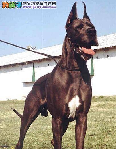 犬中的阿波罗——大丹犬的性格特点