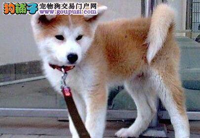 秋田犬今天吃完就吐了是怎么了