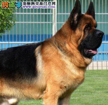 治疗德国牧羊犬厌食的好方法