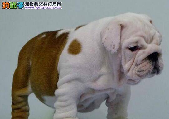 怀孕期间的斗牛犬生殖器流黄色液体怎么办