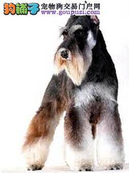 酸奶的利弊 给雪纳瑞喝酸奶要注意哪些原则