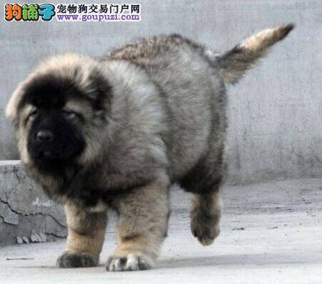 买高加索犬最有效的方法