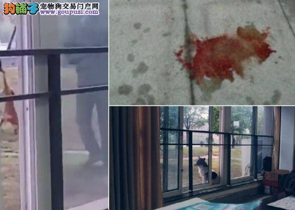 江苏高校保安气枪射杀两流浪狗，学生斥人渣