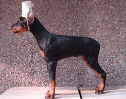 杜宾犬得了细小菌病毒如何治疗