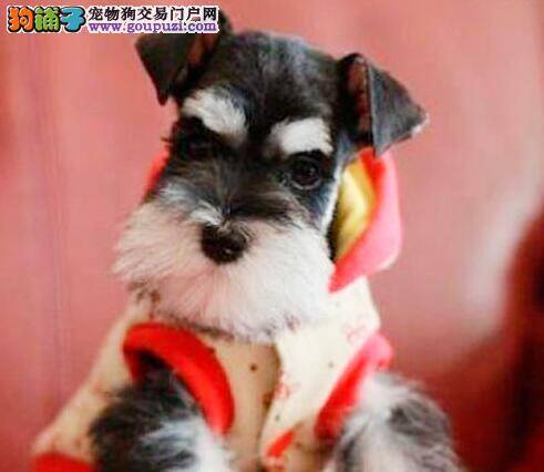 购买雪纳瑞有哪些看家本领