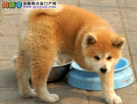 秋田犬最近总拉稀有医治的方法吗