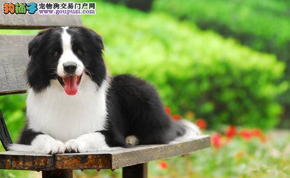 如何训练边境牧羊犬 边牧训练方法