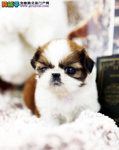 西施犬患上犬瘟热了，怎样才能治愈它