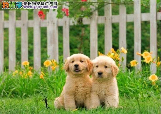 金毛犬后背上掉了一块毛是什么原因