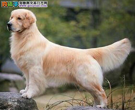 选择品质优秀的金毛犬应该重点观察哪两个方面